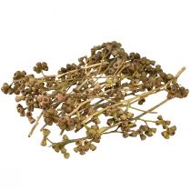 Prodotto Rami di eucalipto eucalipto esotico decorativo naturale 20-30 cm 25 pz