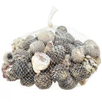 Prodotto Coni esotici Leucodendron lavati bianchi 3-4 cm 450 g