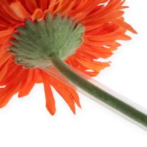 Prodotto Tubo supporto Gerbera 15mm, 200m