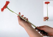 Prodotto Tubo di supporto Gerbera 200m