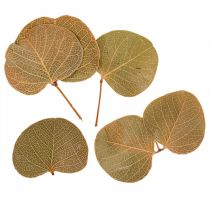 Prodotto Decorazione foglie secche Moneta floristica secca natura 200g
