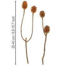 Prodotto Fiori secchi di Glabrum Leucospermum, 25-40 cm, 25 pezzi