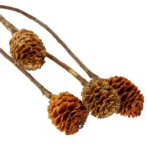 Prodotto Fiori secchi di Glabrum Leucospermum, 25-40 cm, 25 pezzi