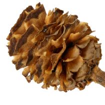 Prodotto Fiori secchi di Glabrum Leucospermum, 25-40 cm, 25 pezzi