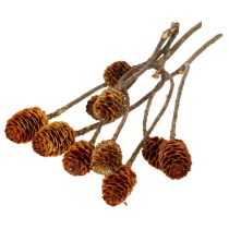 Prodotto Fiori secchi di Glabrum Leucospermum, 25-40 cm, 25 pezzi
