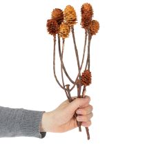 Prodotto Fiori secchi di Glabrum Leucospermum, 25-40 cm, 25 pezzi