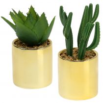 Cactus verde nel vaso d&#39;oro 12 cm - 17 cm 4 pezzi