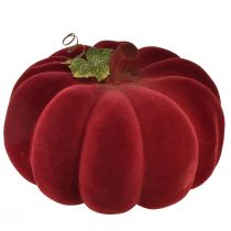 Prodotto Decorazione autunnale zucca floccata rosso bordeaux - decorazione di zucca per un ambiente autunnale unico 32 cm