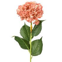 Prodotto Ortensia rosa 80 cm 1 pz