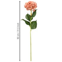 Prodotto Ortensia rosa 80 cm 1 pz