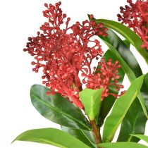 Prodotto Fiori artificiali Skimmia japonica rossa Skimmie 45cm 2pz