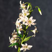 Prodotto Giglio artificiale come stelo floreale per una decorazione elegante e di facile manutenzione, 82 cm, 2 pezzi