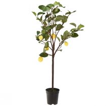 Prodotto Attraente albero di limone artificiale in vaso, pianta artificiale decorativa gialla, 90 cm, facile da curare, adatta per spazi domestici e commerciali