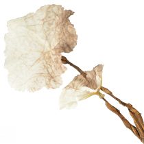 Prodotto Ramo artificiale di Heuchera autunnale artificiale marrone crema L85 cm