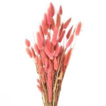 Prodotto Lagurus Erba Secca Coda di Coniglio Rosa L45cm 50g