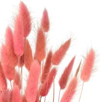 Prodotto Lagurus Erba Secca Coda di Coniglio Rosa L45cm 50g