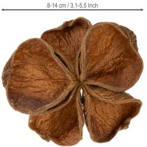 Prodotto Landlotus Nature 50 pz
