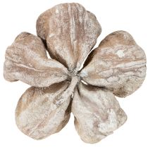 Prodotto Landlotus sbiancato 6-12 cm 50 pezzi