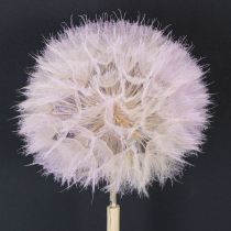 Prodotto Dente di leone gigante decorativo, fiori secchi per un design d'interni moderno, 12 cm, 4 pezzi