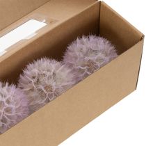 Prodotto Dente di leone gigante decorativo, fiori secchi per un design d'interni moderno, 12 cm, 4 pezzi