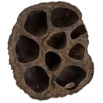 Prodotto Bulbo di loto piccolo 100 pz. naturale