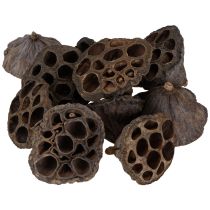 Prodotto Bulbo di loto piccolo 100 pz. naturale