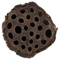 Prodotto Pistone di loto medio 100 pezzi naturale