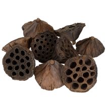 Prodotto Pistone di loto medio 100 pezzi naturale