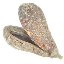 Prodotto Mike Frutta esotica essiccata bianca lavata 4-6 cm 50 pz