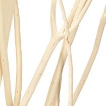 Prodotto Rami di Mitsumata bianchi 34-60cm 12 pz