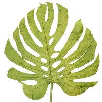 Prodotto Foglie di monstera essiccate decorazione finestra foglia H50cm 5 pezzi