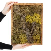 Prodotto Quadro con muschio, vero quadro con muschio con cornice, conservato, 40×30 cm