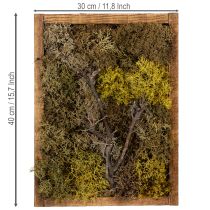 Prodotto Quadro con muschio, vero quadro con muschio con cornice, conservato, 40×30 cm