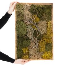 Prodotto Quadro con muschio, muschio e rametti veri e conservati, naturale, 60×40 cm