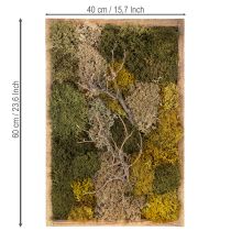 Prodotto Quadro con muschio, muschio e rametti veri e conservati, naturale, 60×40 cm