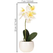 Prodotto Orchidee artificiali in vaso mini orchidee bianche Ø7cm H22cm