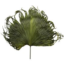 Prodotto Decorazione di foglie secche di palma Saribus verde 45cm 5 pezzi