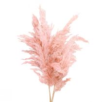 Erba di pampa essiccata rosa floristica secca 65-75 cm 6 pezzi in un mazzo