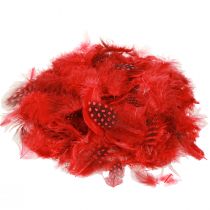 Prodotto Piume di faraona Faraona 30g rosso