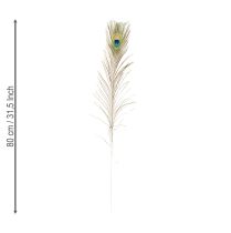 Prodotto Decorazione di piume di pavone, vere piume di uccello lunghe 75-85 cm, 8 pezzi