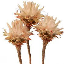 Prodotto Leucospermum Plumosum Fiori d&#39;Argento Chiari 25 pz