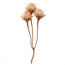 Prodotto Leucospermum Plumosum Fiori d'Argento Chiari 25 pz