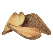 Prodotto Capsule di frutta e semi Pradeep Pods 9-12 cm naturali 50 pezzi