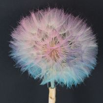 Prodotto Decorazione di tarassaco, fiore essiccato, stabilizzato e tinto, delicato, resistente, 12 cm, 4 pezzi
