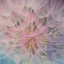 Prodotto Decorazione di tarassaco, fiore essiccato, stabilizzato e tinto, delicato, resistente, 12 cm, 4 pezzi