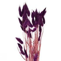 Prodotto Velvet Grass Violet, Rabbit Tail Grass, Lagurus L18-50cm 25g