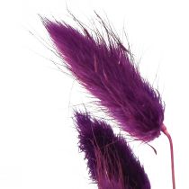 Prodotto Velvet Grass Violet, Rabbit Tail Grass, Lagurus L18-50cm 25g