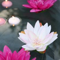 Prodotto Ninfee galleggianti artificiali decorazione da tavolo bianche, rosa Ø15cm 2 pezzi
