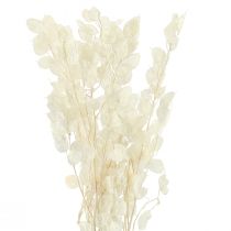 Prodotto Foglia Argento Luna Viola Lunaria Stabilizzata L70cm 20g