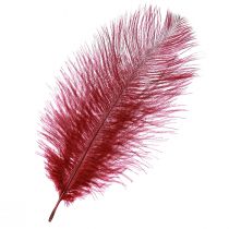 Prodotto Piume di struzzo vere piume decorazione rosso vino 20-25 cm 12 pz